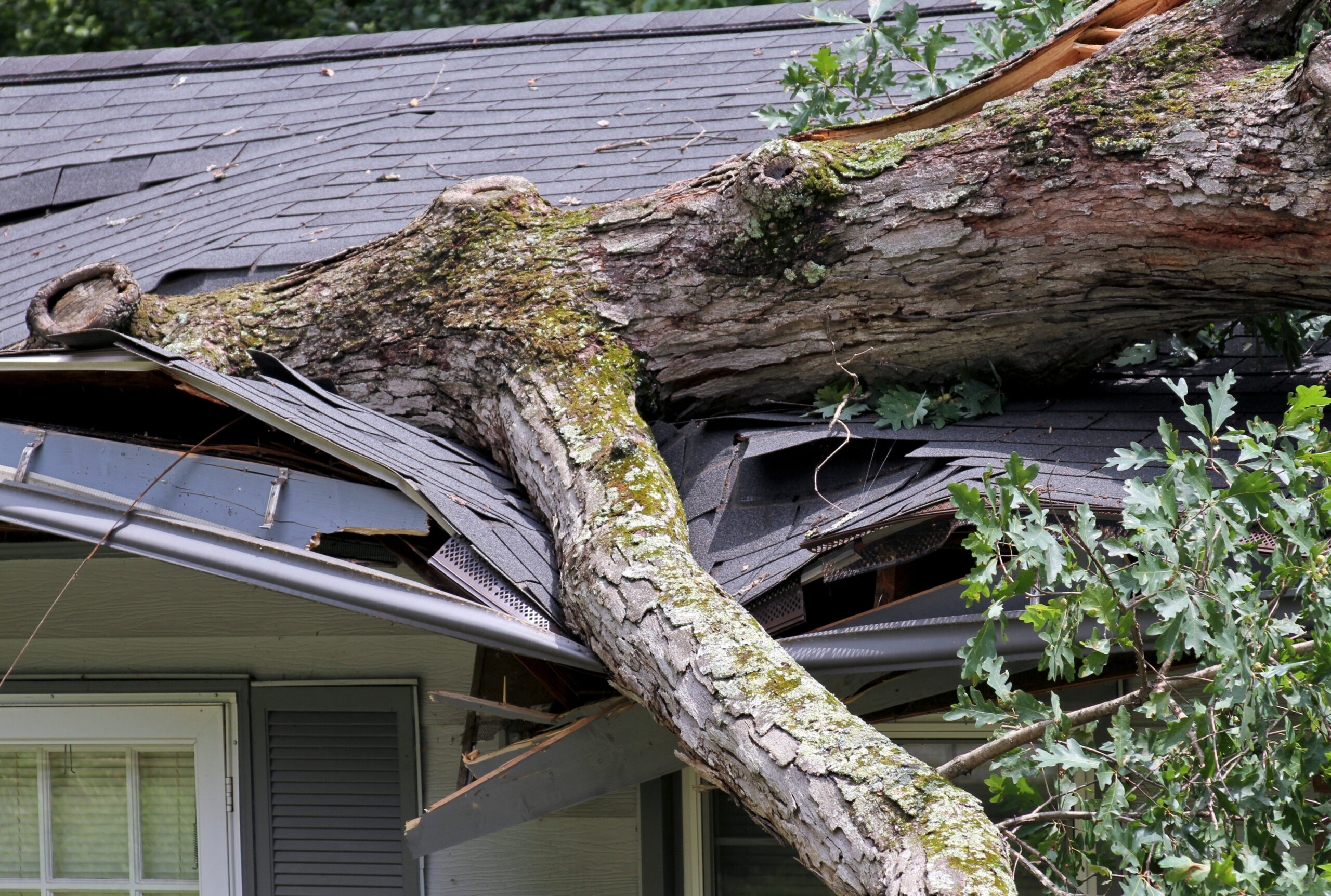 Heavy Oak Tree Demolishes a House Roof